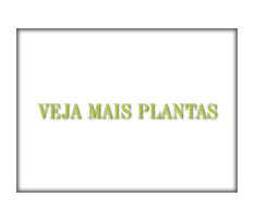 Outras Plantas